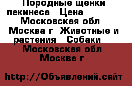 Породные щенки пекинеса › Цена ­ 15 000 - Московская обл., Москва г. Животные и растения » Собаки   . Московская обл.,Москва г.